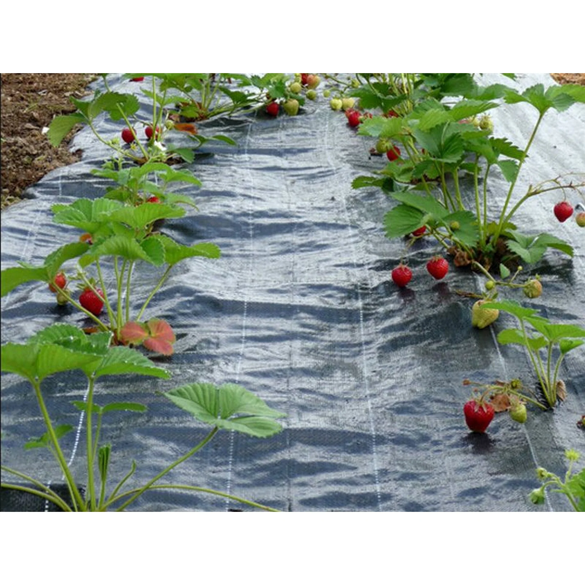 Weed Mat 1m x 100m - Image 2